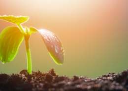 Warum Energy Medicine Yoga bei Traumata hilft